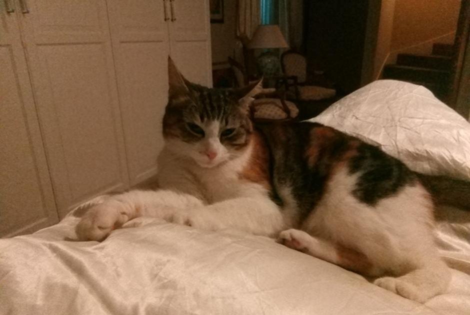 Alerte Disparition Chat Femelle , 9 ans Milvignes Suisse