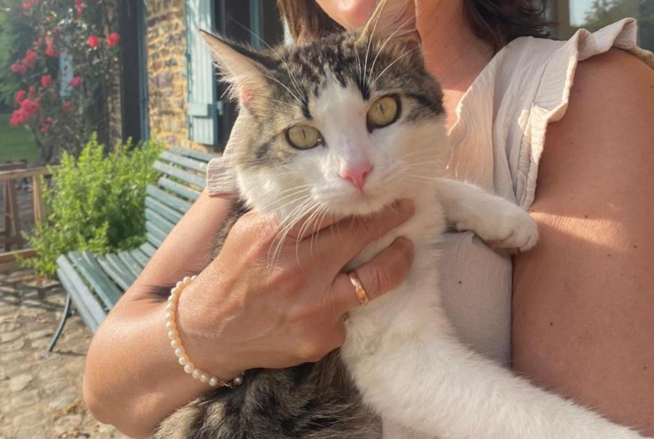 Alerte Disparition Chat Mâle , 3 ans Ploubazlanec France