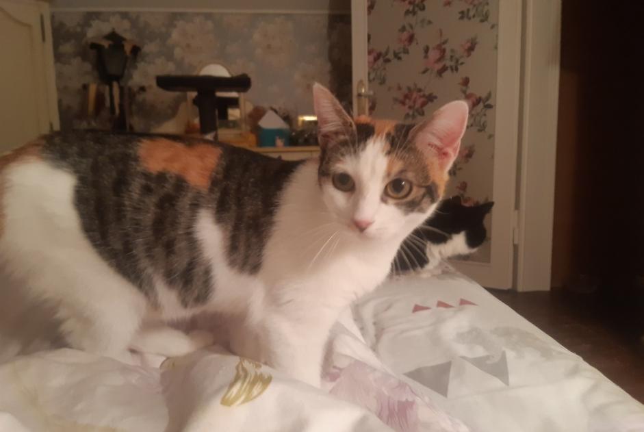 Alerte Disparition Chat croisement Femelle , 1 ans Libercourt France