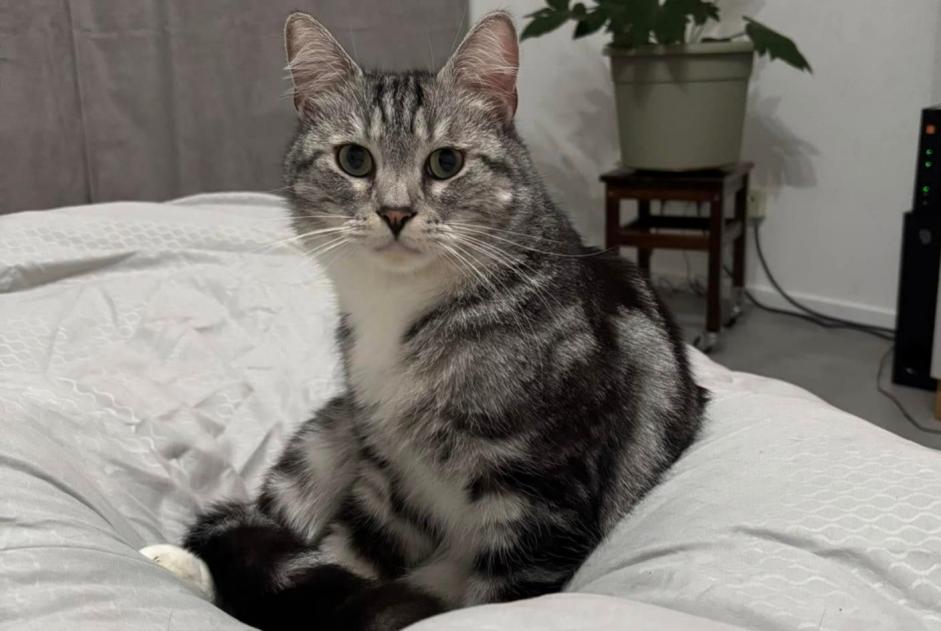 Alerte Disparition Chat  Mâle , 4 ans Seneffe Belgique