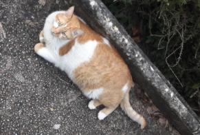 Alerte Disparition Chat Mâle , 8 ans Albi France