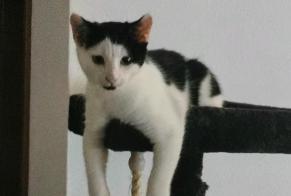 Alerte Disparition Chat Mâle , 1 ans Treycovagnes Suisse