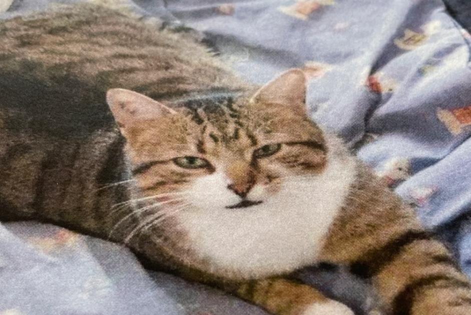 Alerte Disparition Chat Mâle , 5 ans Saint-Cézaire-sur-Siagne France