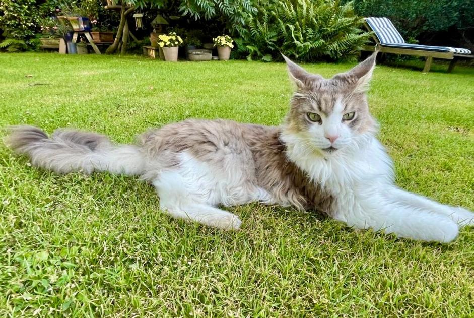 Alerte Disparition Chat  Mâle , 5 ans Braine-l'Alleud Belgique