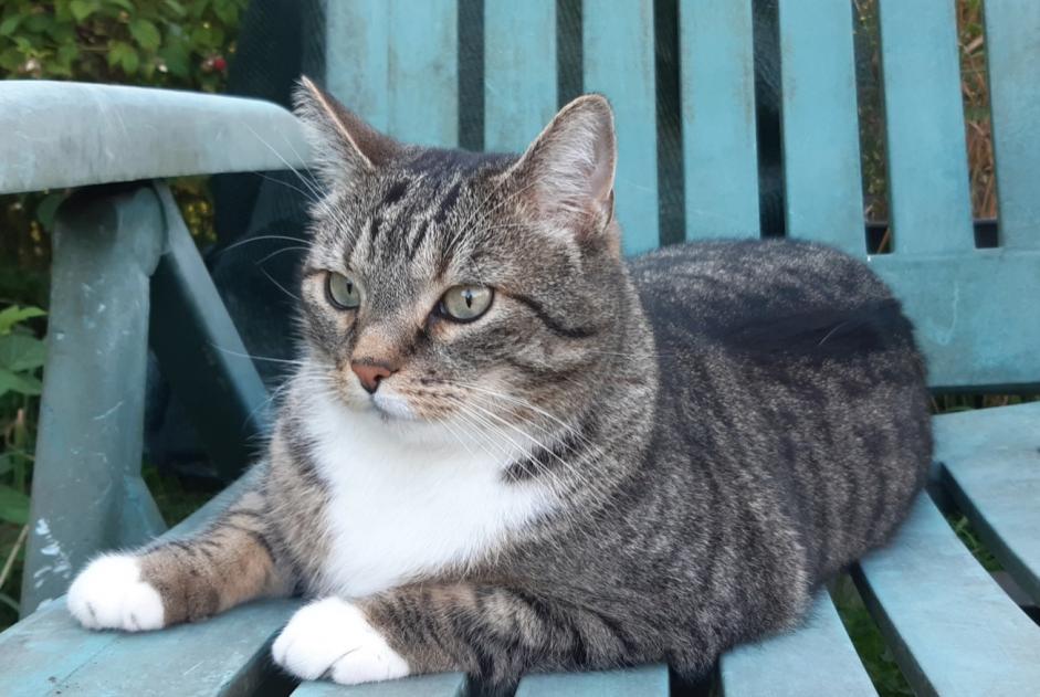 Alerte Disparition Chat  Mâle , 9 ans Colfontaine Belgique