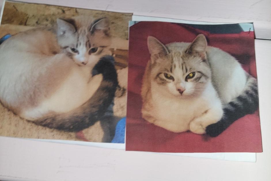 Alerte Disparition Chat  Femelle , 9 ans Saint-Gence France