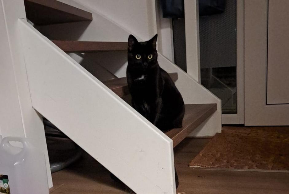 Alerte Disparition Chat Femelle , 2 ans Dronten Pays-Bas