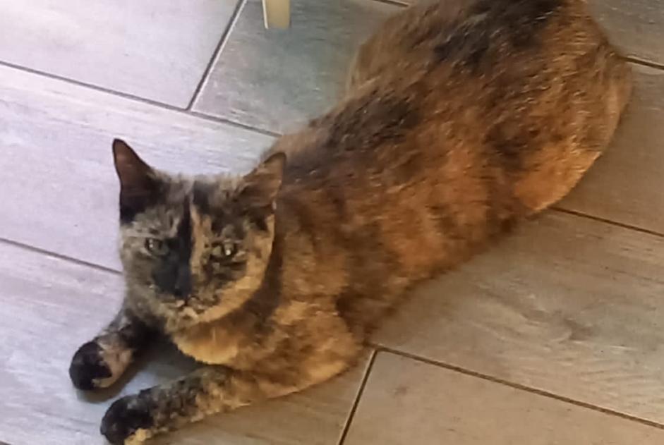 Alerte Disparition Chat croisement Femelle , 3 ans Porrentruy Suisse