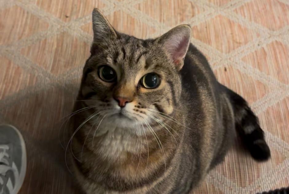 Alerte Découverte Chat Femelle Sierre Suisse