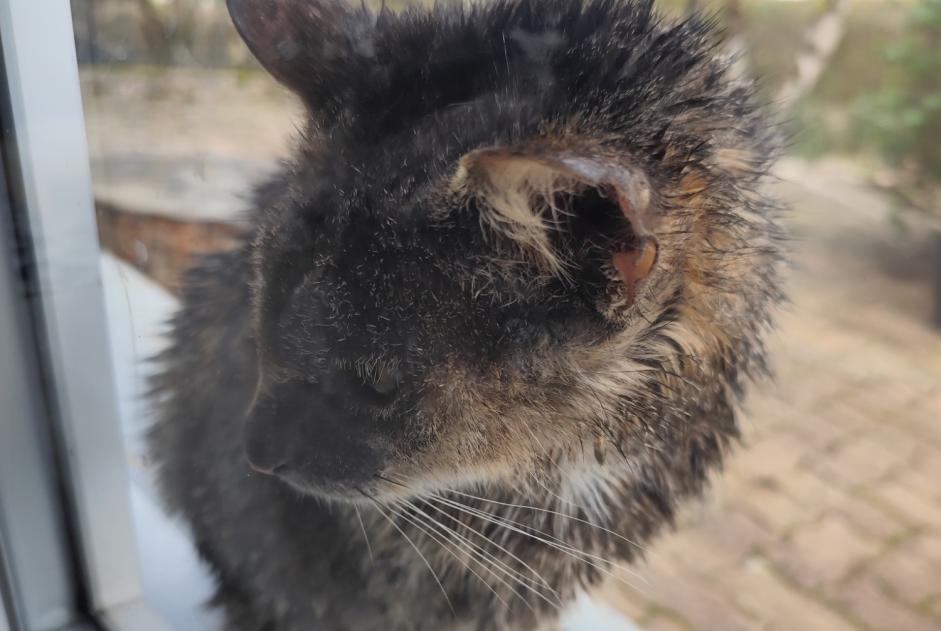 Alerte Découverte Chat  Inconnu Pouilley-les-Vignes France