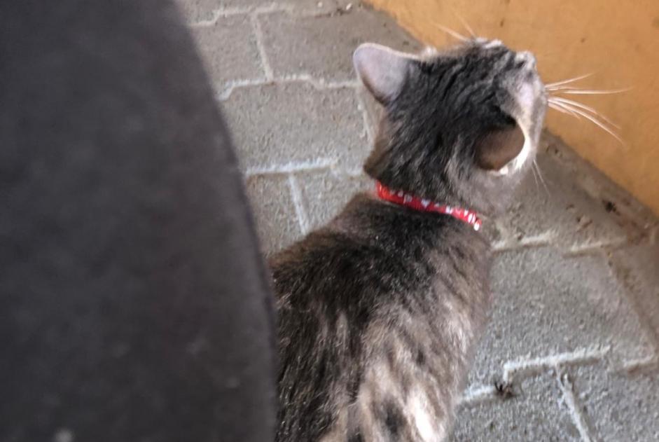 Alerte Découverte Chat Inconnu Uzès France