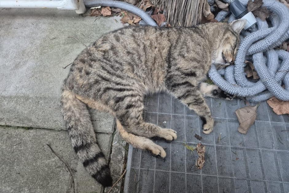 Alerte Découverte Chat croisement Mâle , 4 ans Moutier Suisse