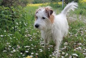 Alerte Disparition Chien  Mâle , 10 ans Ville-la-Grand France