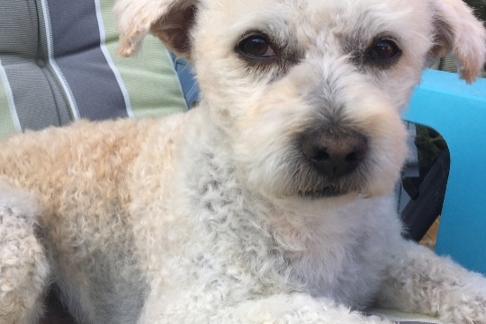 Alerte Disparition Chien croisement Mâle , 15 ans Marcilly-sur-Eure France