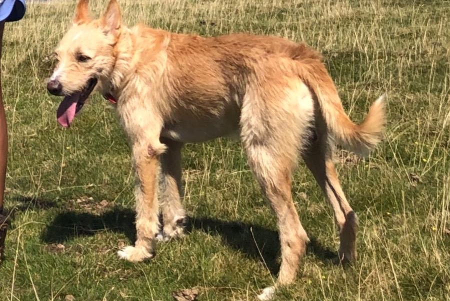 Alerte Disparition Chien croisement Mâle , 30 ans Pedralba Espagne