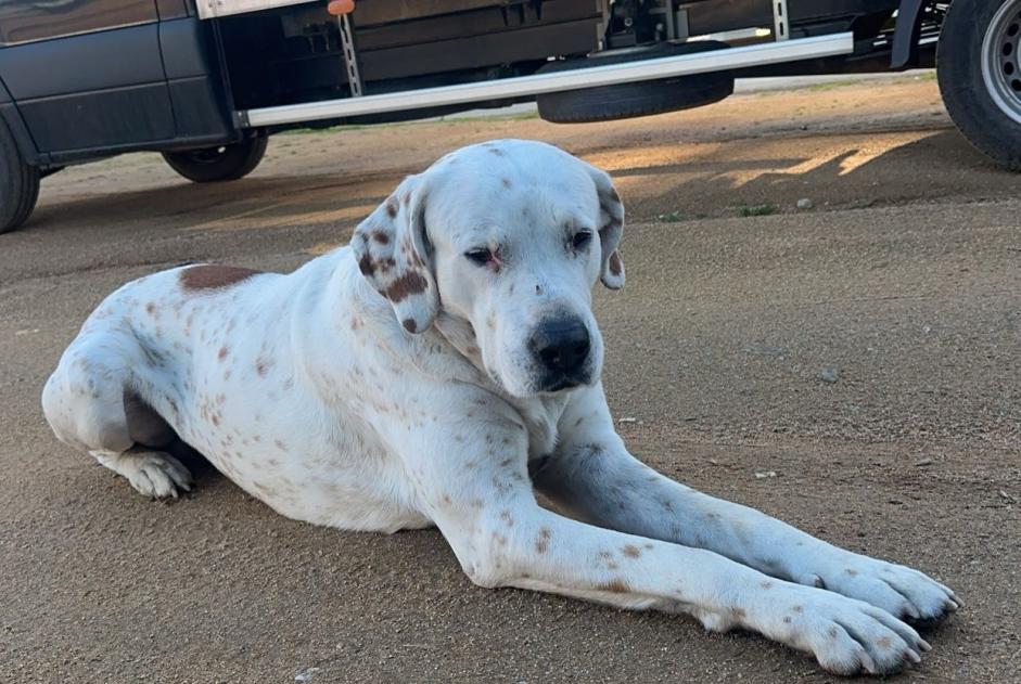 Alerte Découverte Chien croisement Mâle Afa France