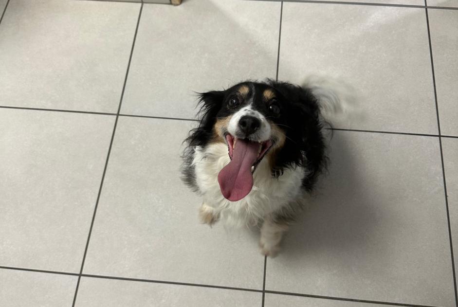 Alerte Découverte Chien Mâle Beaulieu-sur-Loire France