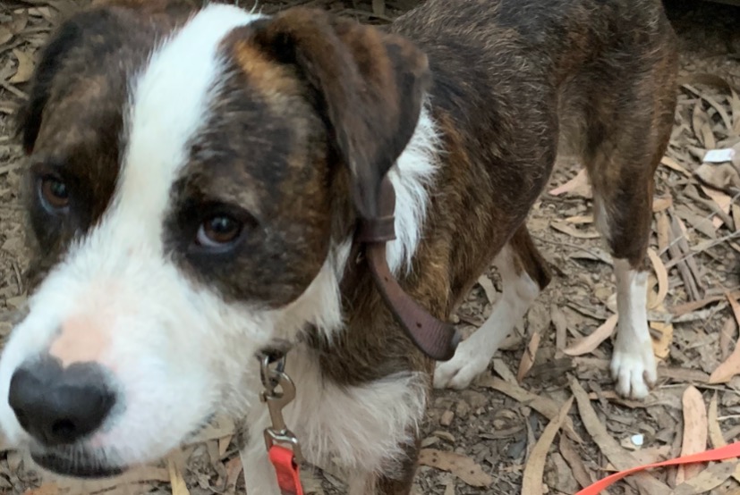 Alerte Découverte Chien Mâle Villeneuve-Minervois France