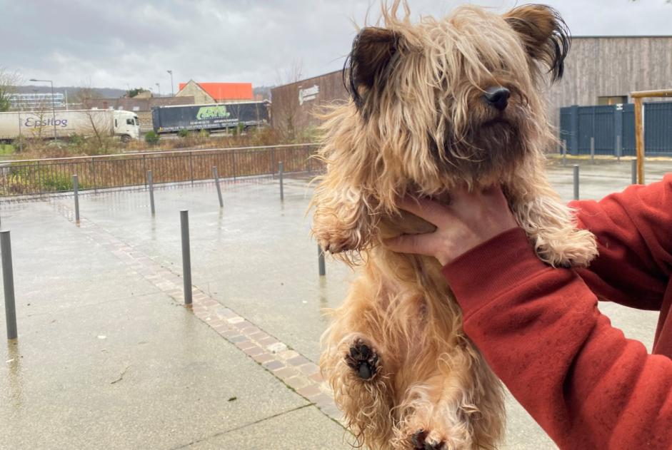 Alerte Découverte Chien  Mâle , 4 ans Houilles France