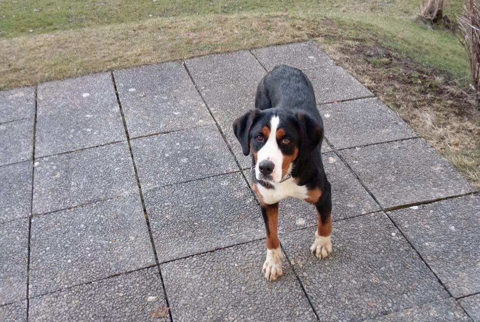 Alerte Découverte Chien Mâle La Chaux-de-Fonds Suisse