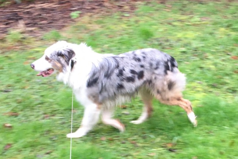 Avviso scomparsa Cane  Maschio , 2 anni Méry-ès-Bois Francia