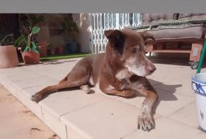 Avviso scomparsa Cane incrocio di razze Maschio , 10 anni Collbató Spagna