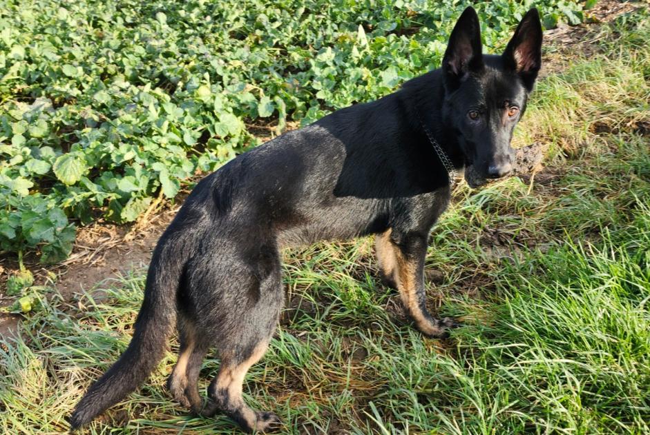 Avviso scomparsa Cane  Maschio , 1 anni Ormes Francia