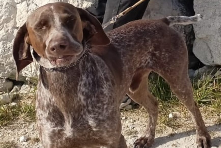 Avviso scomparsa Cane incrocio di razze Maschio , 4 anni Castet Francia