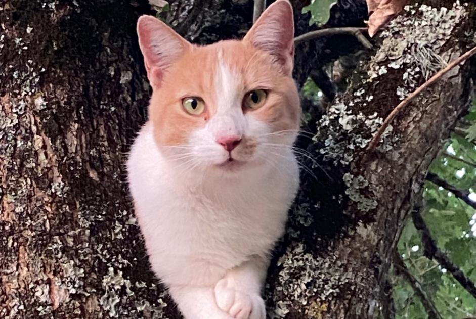 Avviso scomparsa Gatto  Maschio , 3 anni Vergt Francia