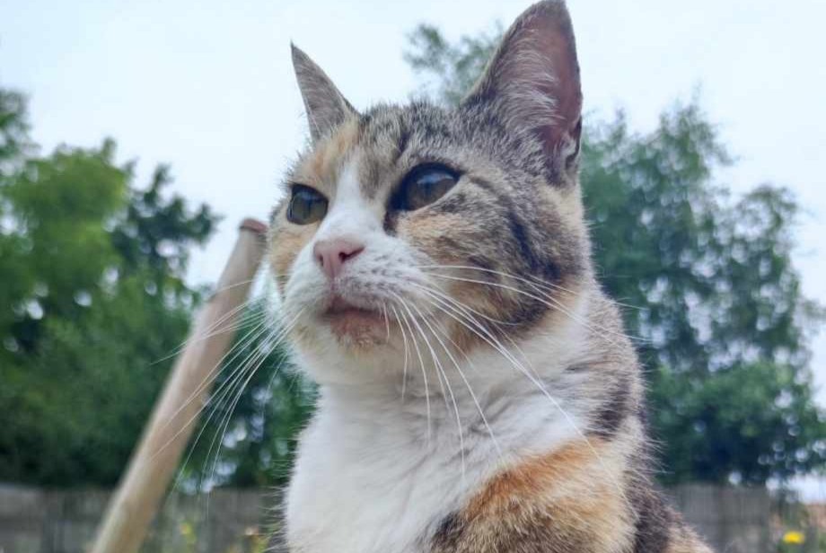 Avviso scomparsa Gatto Femmina , 11 anni L'Hermenault Francia