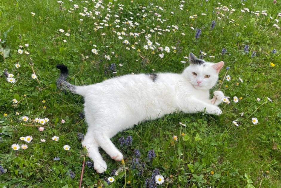 Avviso scomparsa Gatto incrocio di razze Maschio , 14 anni Basel Svizzera