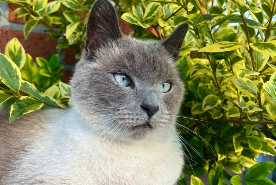 Avviso scomparsa Gatto  Maschio , 4 anni Assesse Belgio