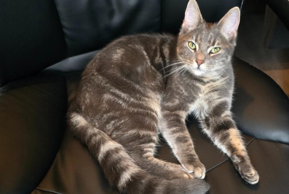 Avviso scomparsa Gatto incrocio di razze Maschio , 2 anni Hoogeveen Paesi Bassi