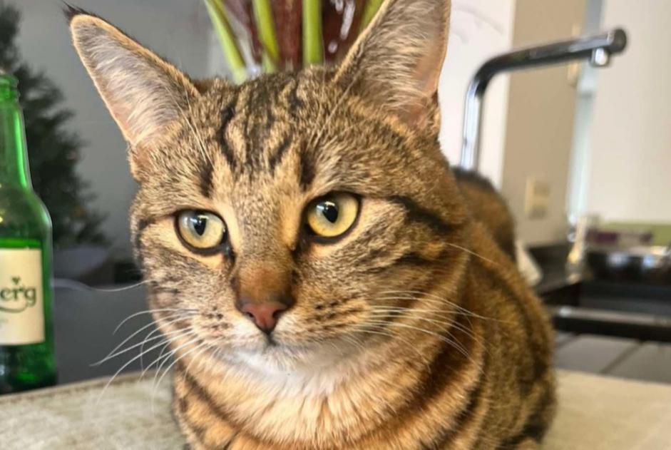 Avviso scomparsa Gatto  Maschio , 1 anni Buggenhout Belgio