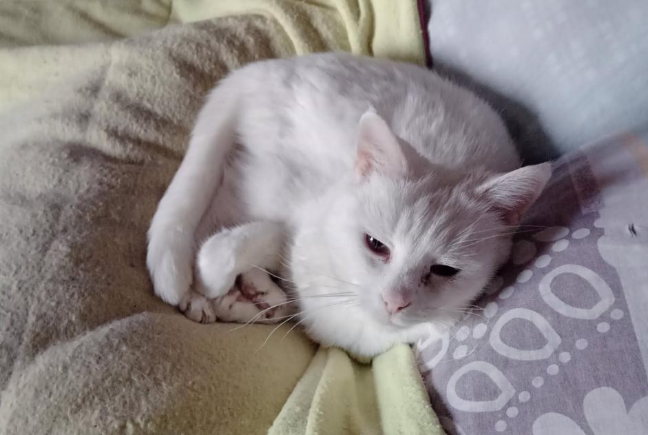 Avviso scomparsa Gatto Femmina , 10 anni Mommenheim Francia