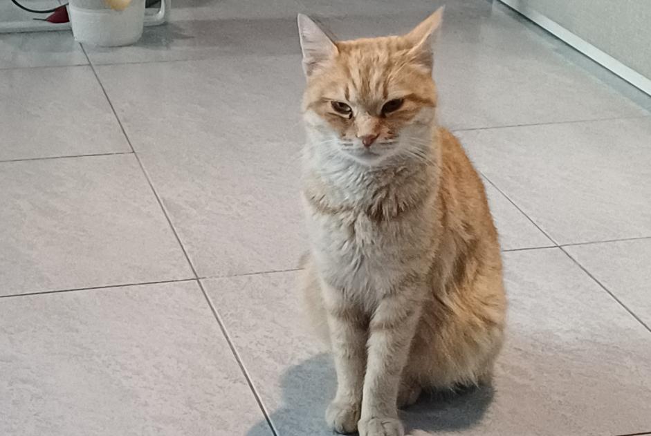 Avviso Ritrovamento Gatto incrocio di razze Non conosciuta Ciampino Italia