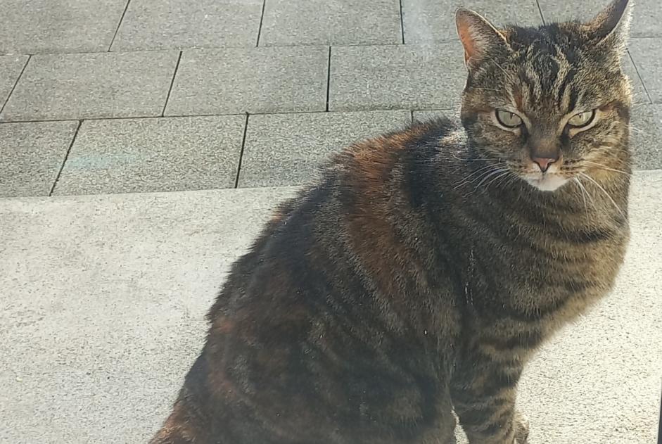 Avviso Ritrovamento Gatto incrocio di razze Femmina Romont Svizzera