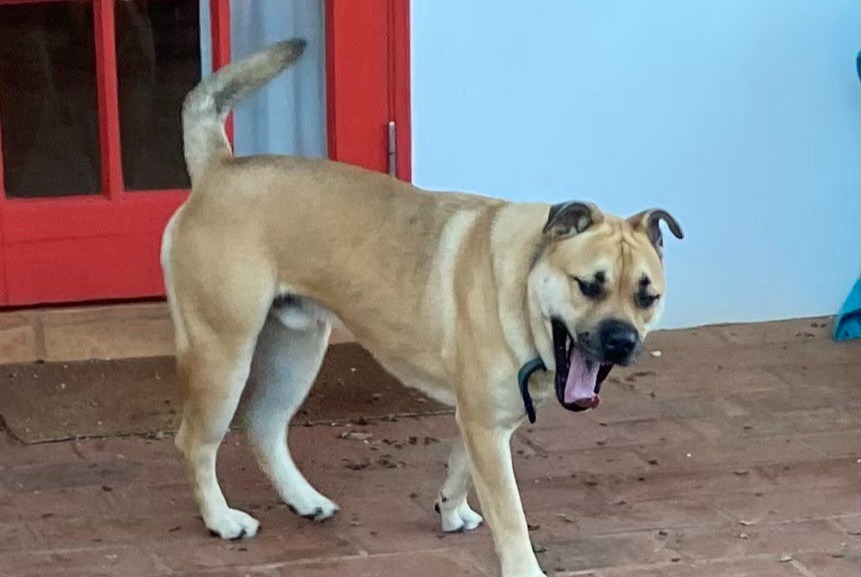 Ontdekkingsalarm Hond Mannetje Barão de São João Portugal