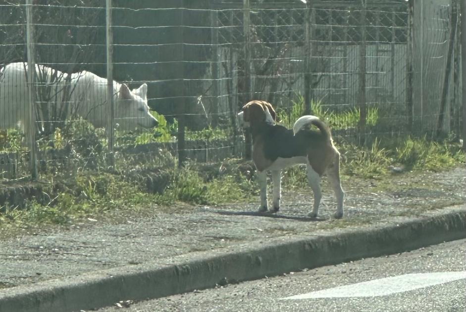 Ontdekkingsalarm Hond  Onbekend Bergerac Frankrijk