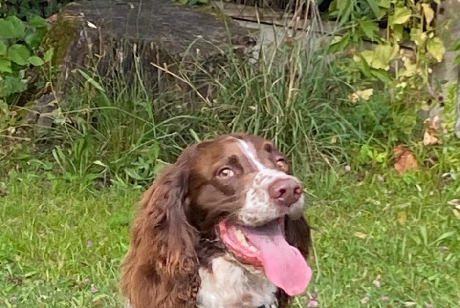 Verdwijningsalarm Hond  Mannetje , 5 jaar Ambès Frankrijk