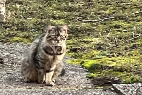 Ontdekkingsalarm Kat Onbekend , 2 jaar Genève Zwitserland