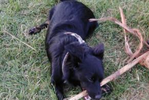 Alerta desaparecimento Cão  Macho , 4 anos Hyères France