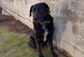 Alerta descoberta Cão cruzamento Macho Saint-Affrique France