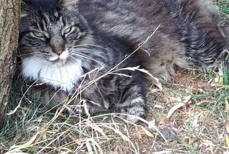 Alerta desaparecimento Gato  Macho , 15 anos La Grange des Champs Belgium