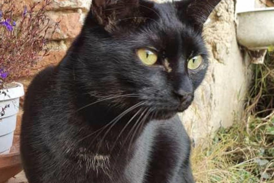 Alerta desaparecimento Gato Macho , 5 anos Guignen France