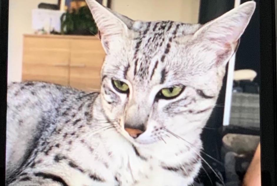 Alerta desaparecimento Gato  Macho , 5 anos Montbéliard France