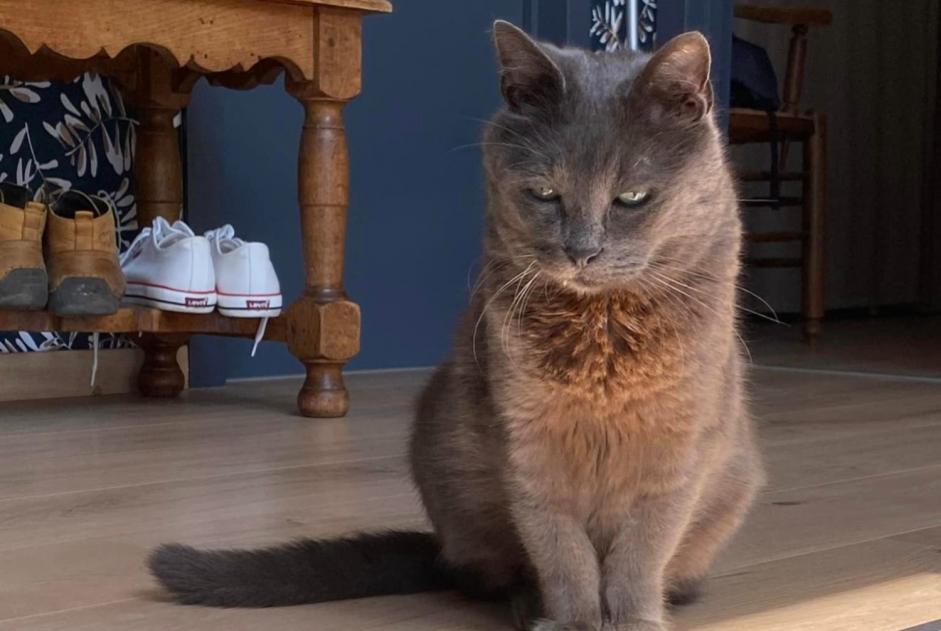 Alerta desaparecimento Gato cruzamento Macho , 12 anos Quévy Belgium