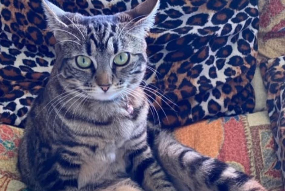 Alerta desaparecimento Gato Fêmea , 4 anos Neuchâtel Switzerland