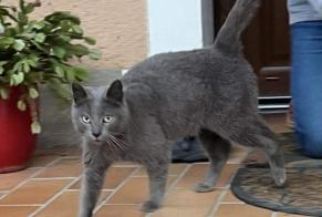 Alerta descoberta Gato Desconhecido Clermont-Créans France