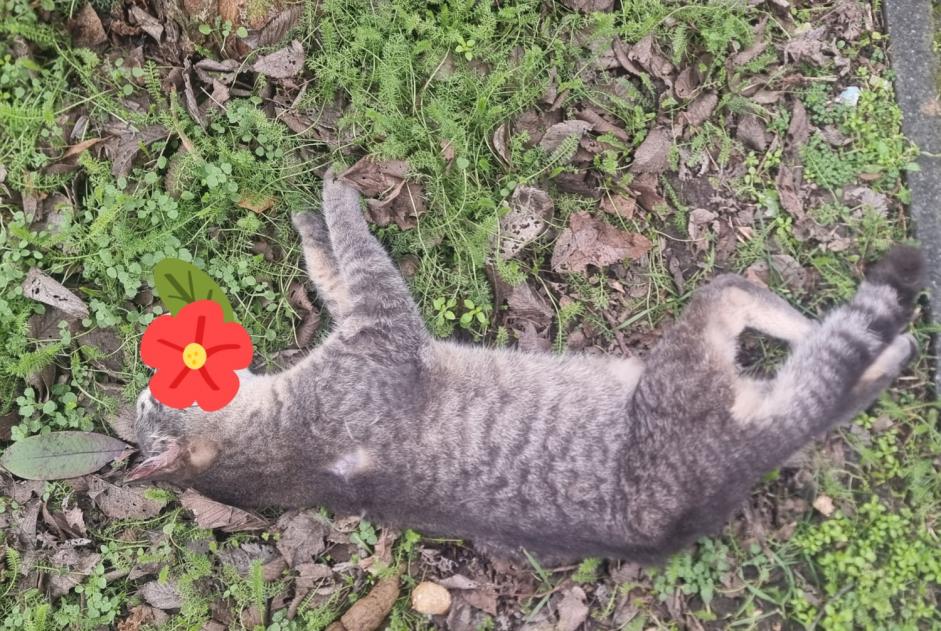 Alerta descoberta Gato Desconhecido Vitry-sur-Seine France